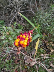 Chasmanthe aethiopica