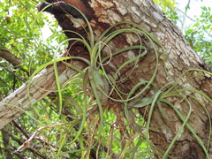 Tillandsia balbisiana