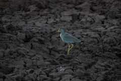 Vanellus senegallus