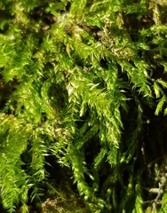 Cirriphyllum crassinervium