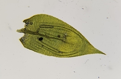 Cirriphyllum crassinervium