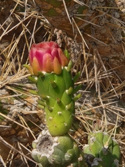 Austrocylindropuntia subulata