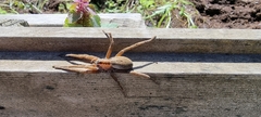 Dolomedes minor