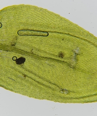 Cirriphyllum crassinervium