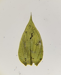 Cirriphyllum crassinervium