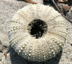 Heliocidaris erythrogramma