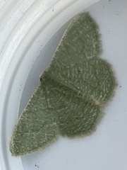 Phaiogramma faustinata