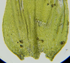 Cirriphyllum crassinervium