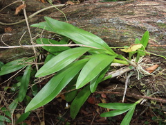 Polystachya concreta