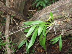 Polystachya concreta