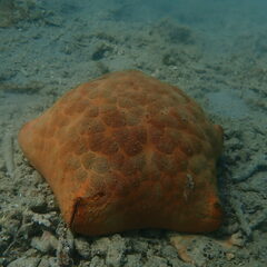 Culcita novaeguineae