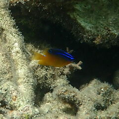 Pomacentrus grammorhynchus