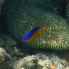 Pomacentrus grammorhynchus