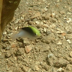 Chrysiptera rollandi