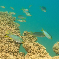 Neopomacentrus nemurus