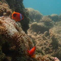 Amphiprion melanopus