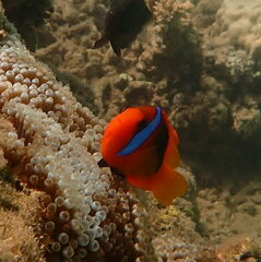 Amphiprion melanopus