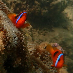 Amphiprion melanopus