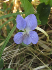 Violaceae