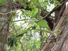 Polystachya concreta