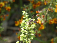 Daptolestes
