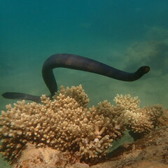 Emydocephalus annulatus