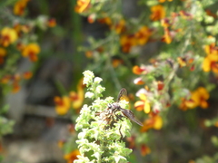 Daptolestes