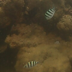 Abudefduf sexfasciatus