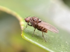 Minettia maculithorax