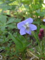 Violaceae