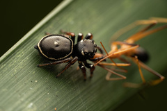 Zenodorus orbiculatus