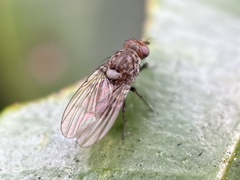 Minettia maculithorax