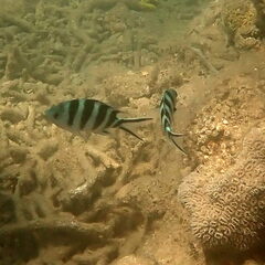 Abudefduf sexfasciatus