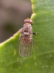 Minettia maculithorax