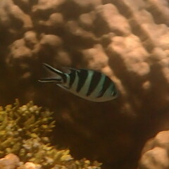 Abudefduf sexfasciatus