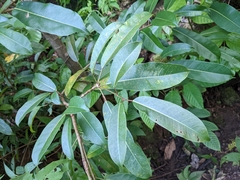 Ficus caulocarpa