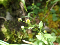 Dichrocephala integrifolia