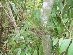 Tillandsia setacea