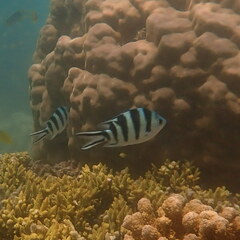 Abudefduf sexfasciatus