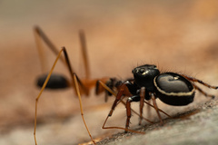 Zenodorus orbiculatus
