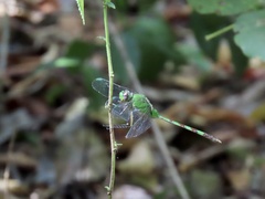 Erythemis vesiculosa