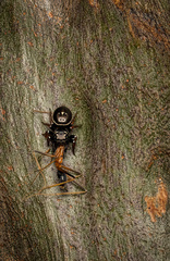 Zenodorus orbiculatus