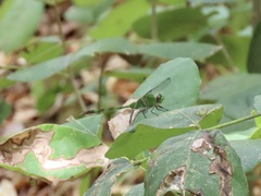 Erythemis vesiculosa