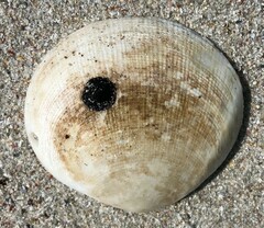 Pseudarcopagia decora