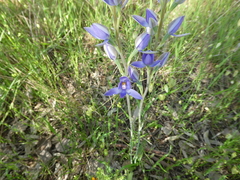 Thelymitra megcalyptra