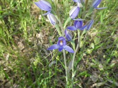 Thelymitra megcalyptra