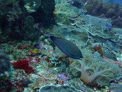 Pseudodax moluccanus