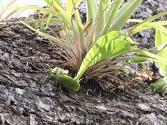 Prosthechea boothiana