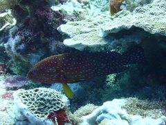 Cephalopholis miniata