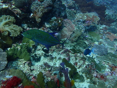 Caranx melampygus